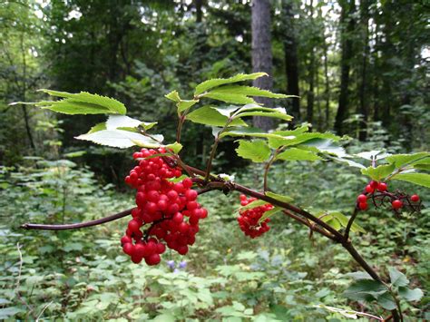 berries in the rainforest.